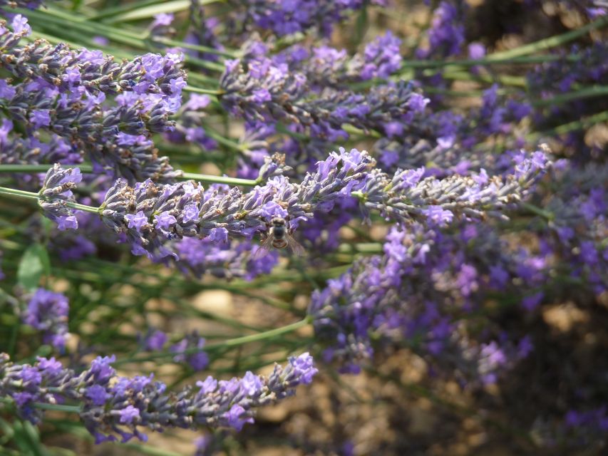 From Aix-en-Provence: Lavender Half Day Afternoon Tour - Important Tour Information