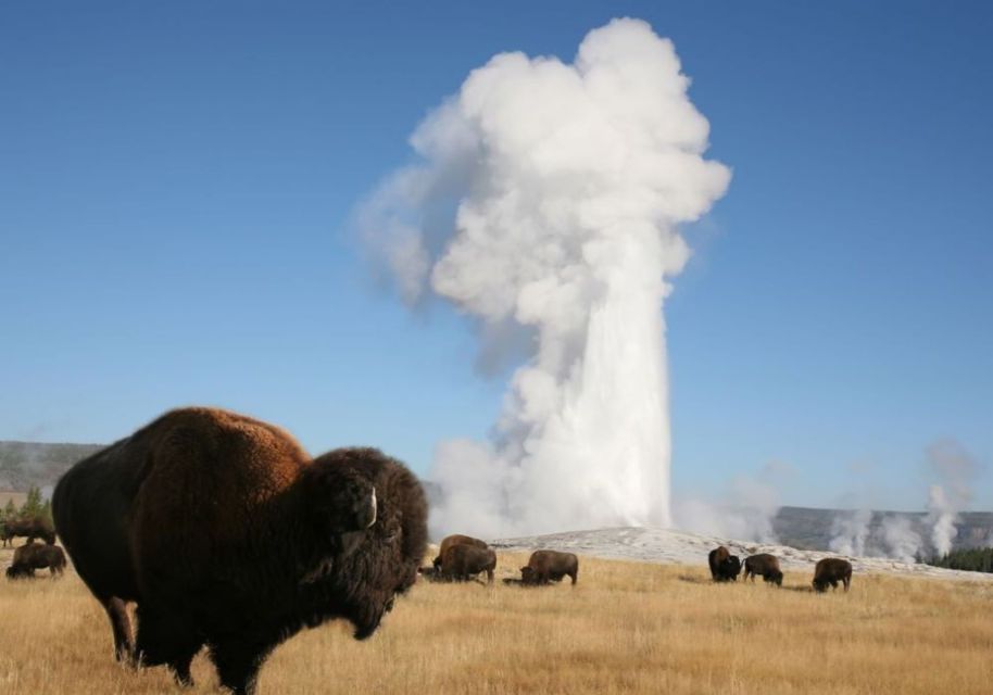 From Cody: Full-Day Yellowstone National Park Tour - Positive Guest Feedback