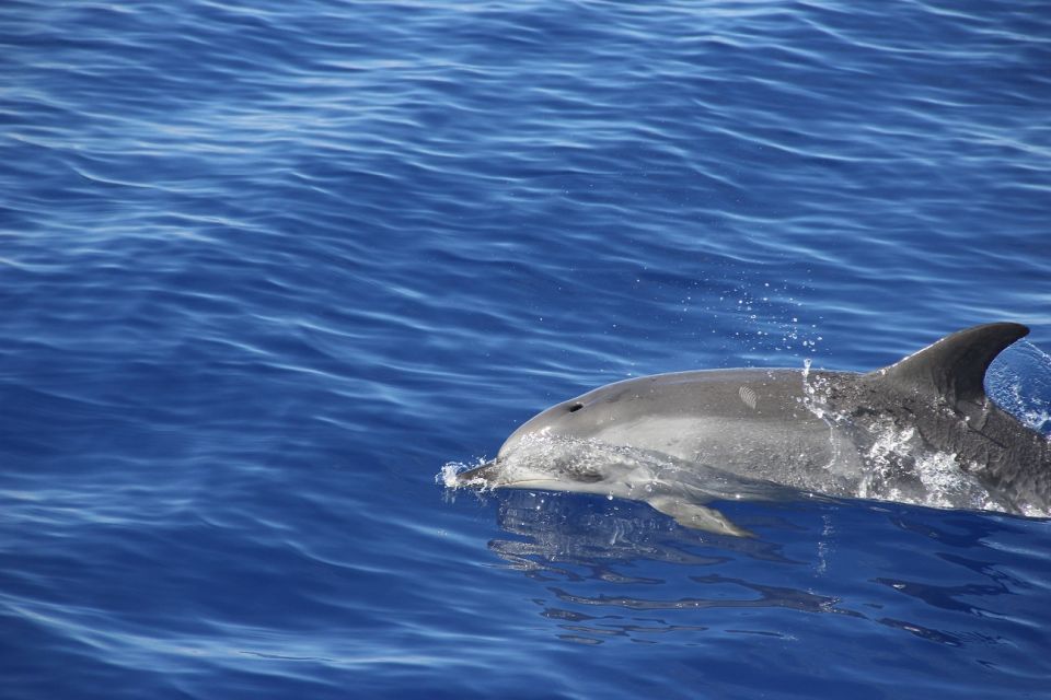 From Funchal: Madeira Dolphin and Whale Watching Tour - Departing From Funchal