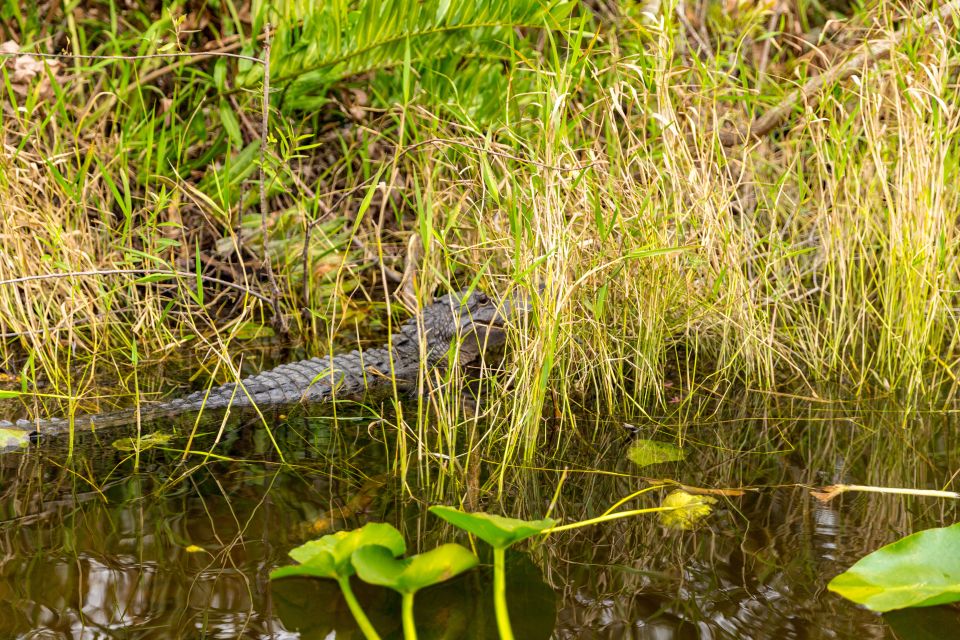 From Miami: Everglades Wildlife Show, Airboat & Bus Transfer - Tour Departure and Meeting