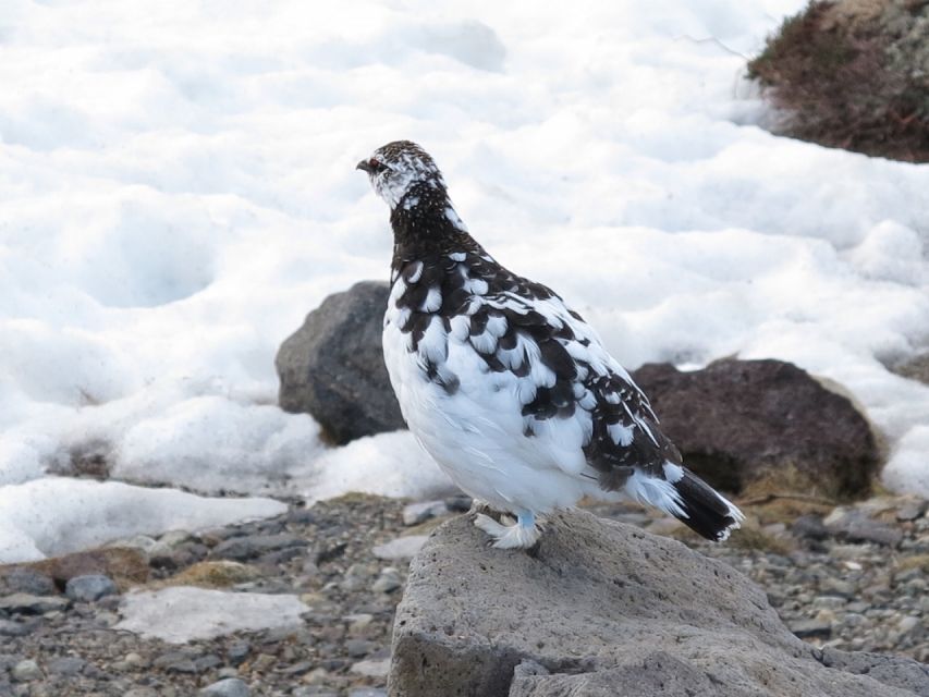 From Nagano: Tateyama-Kurobe Alpine Route - Frequently Asked Questions