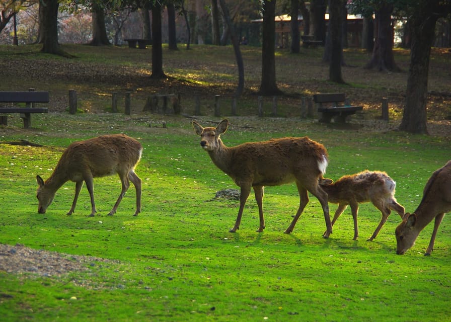 From Osaka/Kyoto: Kyoto and Nara Guided Bus Tour - Cancellation and Refunds