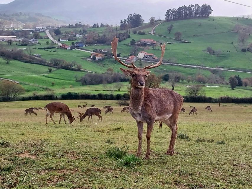 From Santander: Cabarceno Natural Park Half-Day Trip - Private or Small Group Options