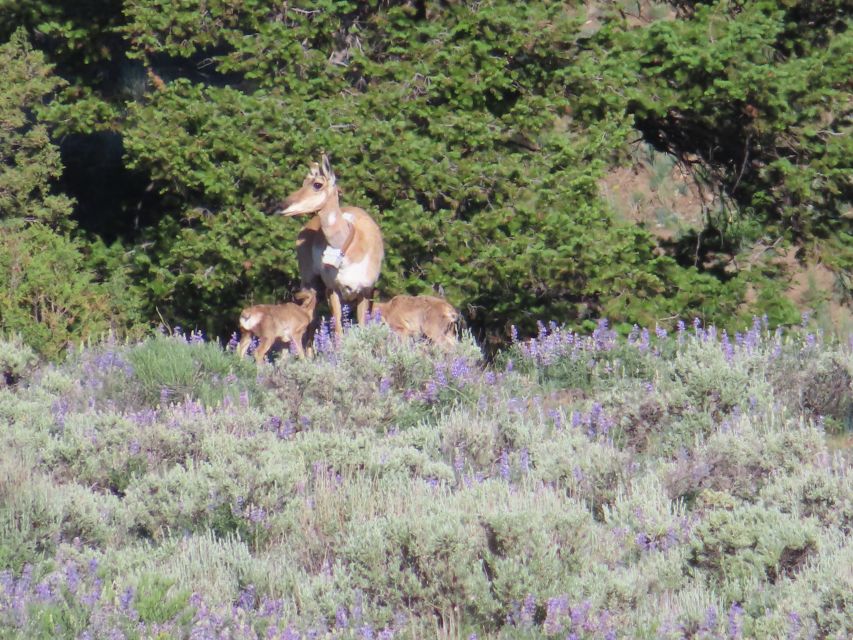 From West Yellowstone: Lamar Valley Wildlife Tour by Van - Prohibited Behaviors