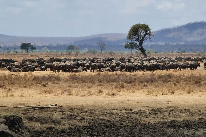 From Zanzibar: Mikumi Day Safari Including Flights - Wildlife Sightings and Photography