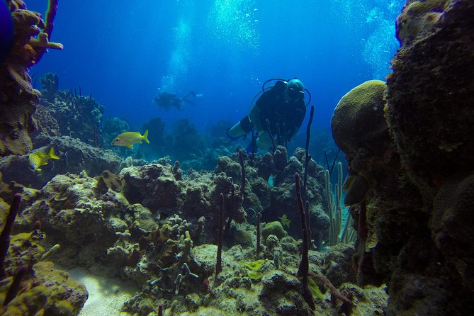 Full-Day Catalina Island Scuba Diving Tour From La Romana - Participant Recommendations