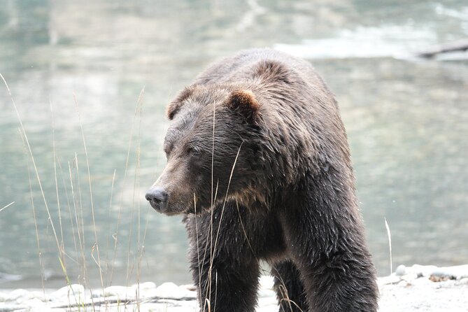 Full Day Grizzly Bear Tour to Toba Inlet - Inclusions