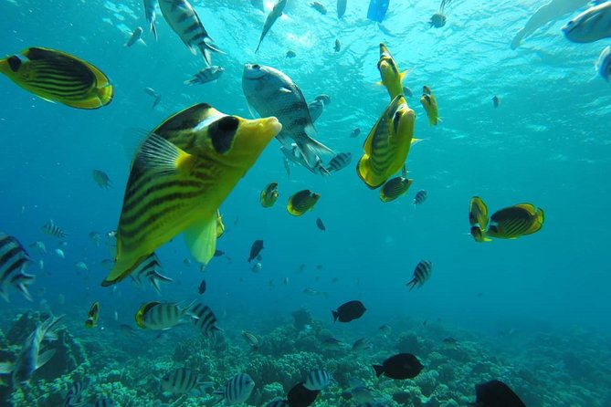 Full Day Snorkeling Trip to the Red Sea in Safaga From Luxor - Utopia Island Adventure