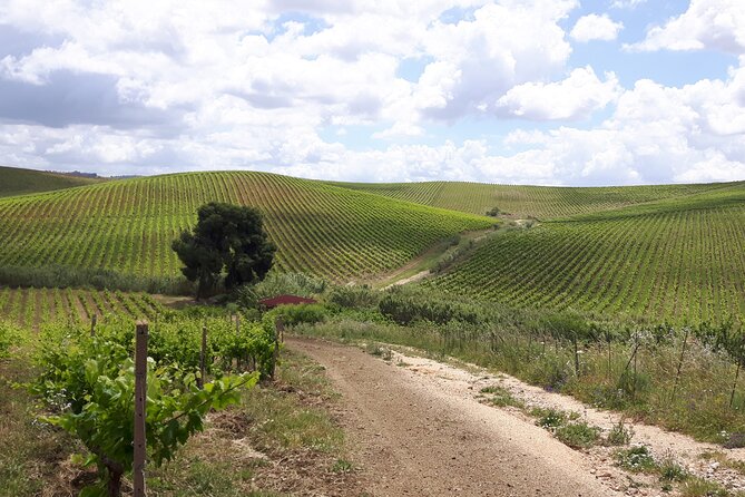 Full-Day Wine Tour in Western Sicily - Winery and Vineyard Visits