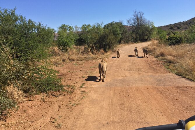 Fully Inclusive Pilanesbserg Safari From Johannesburg - Wildlife Viewing Opportunities