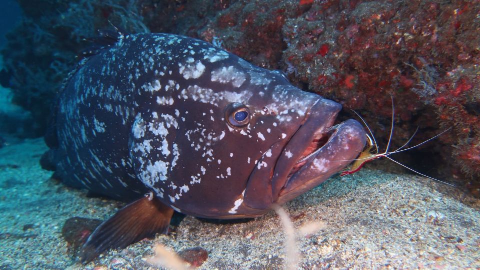 Funchal: Advanced Scuba Diving Afonso Cerqueira Wreck - Dive Site Details