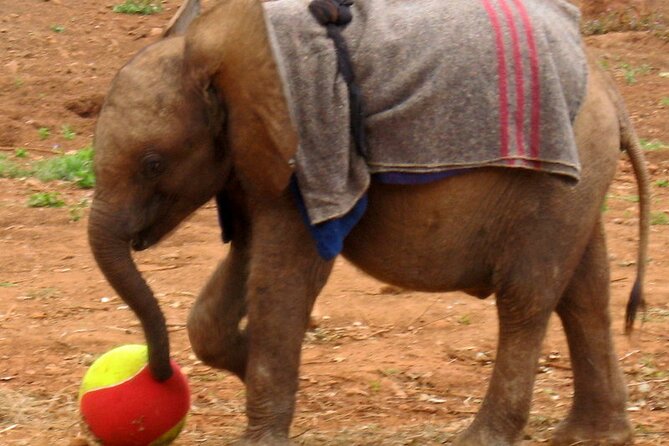 Giraffe Center and David Sheldrick Elephant Orphanage Day Tour From Nairobi - Lunch and Meal Options