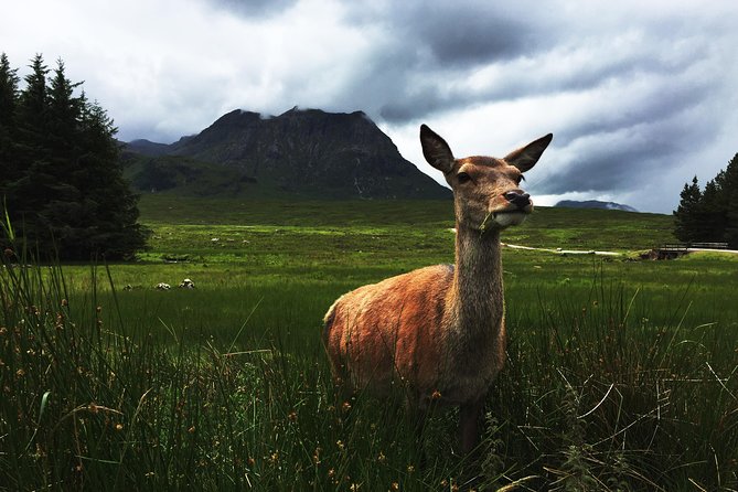 Glencoe & Highlands: Private Land Rover Tour - Exploring the Scottish Highlands