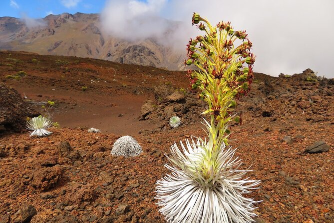 Haleakala Sunrise Best Self-Guided Bike Tour - Communication and Navigation