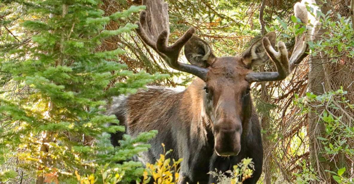 Half-Day RMNP Mountains to Sky Tour-RMNPhotographer - Pricing and Cancellation