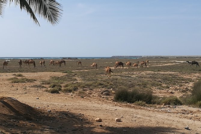 Half Day Tour - Discover Beauty of East Salalah. - Travel Logistics