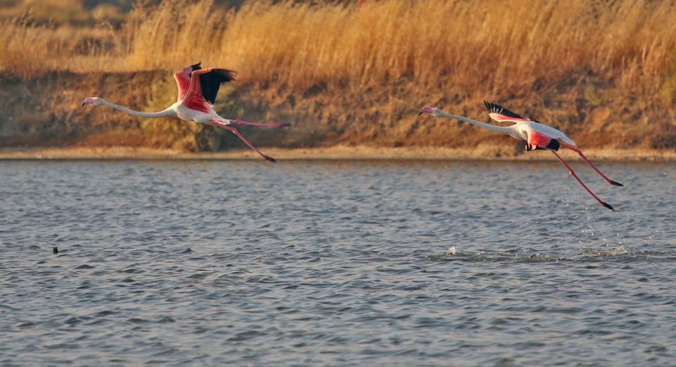 Hello: Private Boat Tour to Ria Formosa - Exploring the Islands