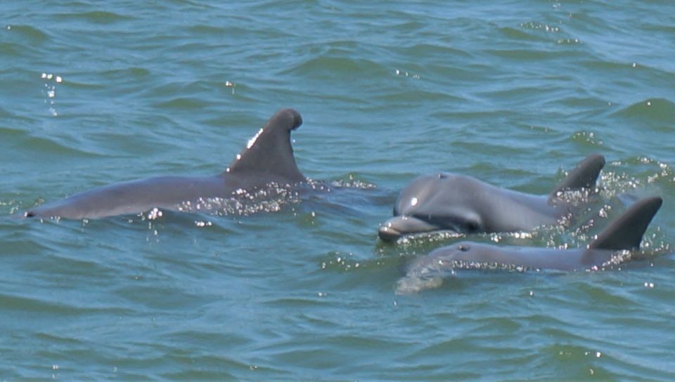 Hilton Head Island: Dolphin and Nature Tour - Learning About Low Country