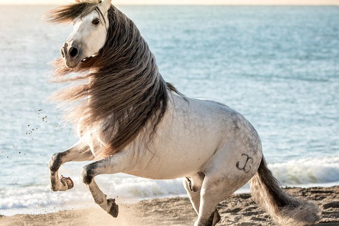 Horse and Flamenco Show in Malaga - Directions and Transportation