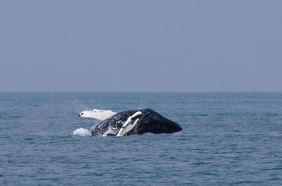 Húsavík: Family-Run and Guided Whale Watching Tour - Other Details