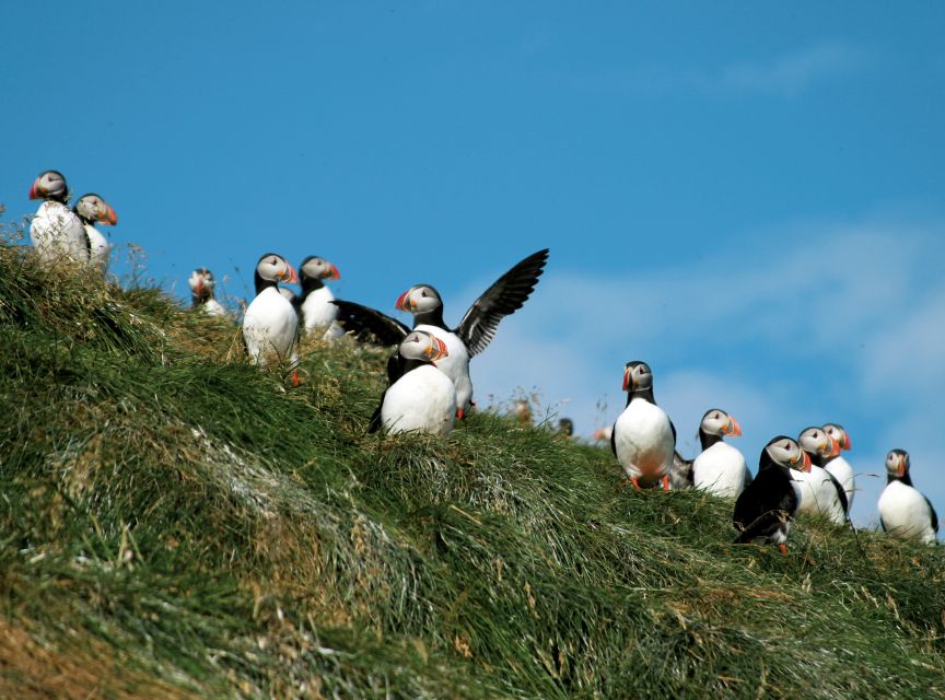 Husavik: Whale-Watching Cruise and Puffins Guided Tour - Puffins Guided Tour