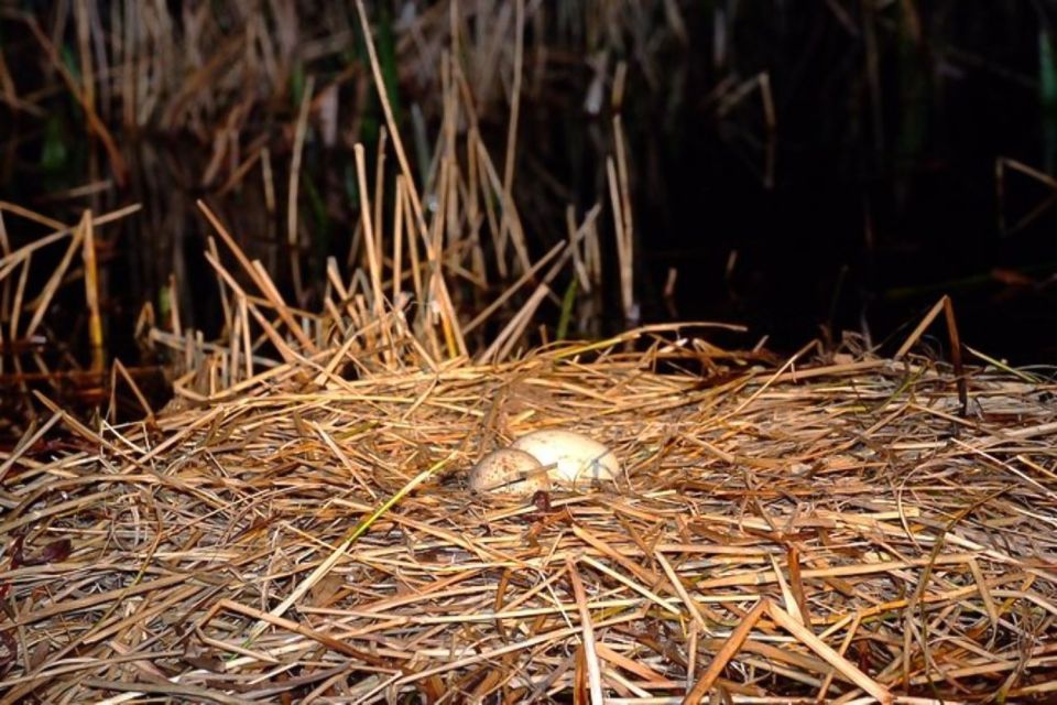 Kissimmee: Boggy Creek Airboats Adventures Night Tour Ticket - Activity Details