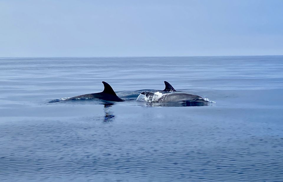 Lagos: Dolphin Watching Tour - Tour Guide Language Capabilities