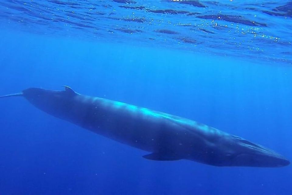 Madeira: Guaranteed Whales or Dolphins Watching Tour - Boat and Crew Details