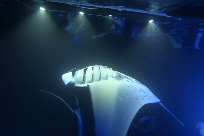 Manta Ray Snorkeling by Night in Kailua-Kona, Hawaii - Preparing for the Tour