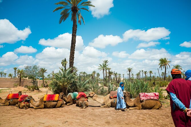 Marrakech Sunset Camel Ride in the Palm Grove - Highlights of the Tour