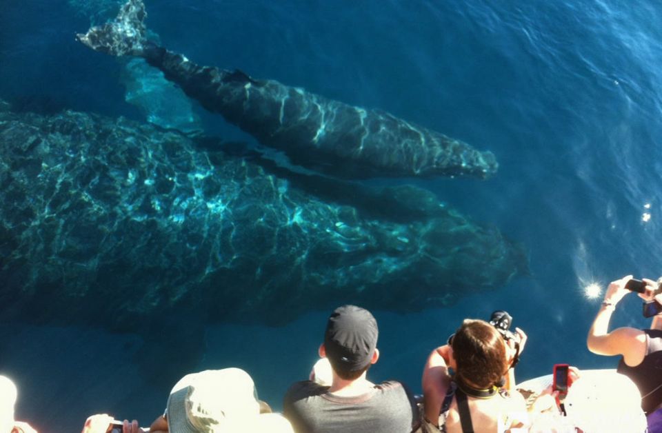 Maui: Eco-Friendly Whale Watching Tour From Maalaea Harbor - Environmental Commitment