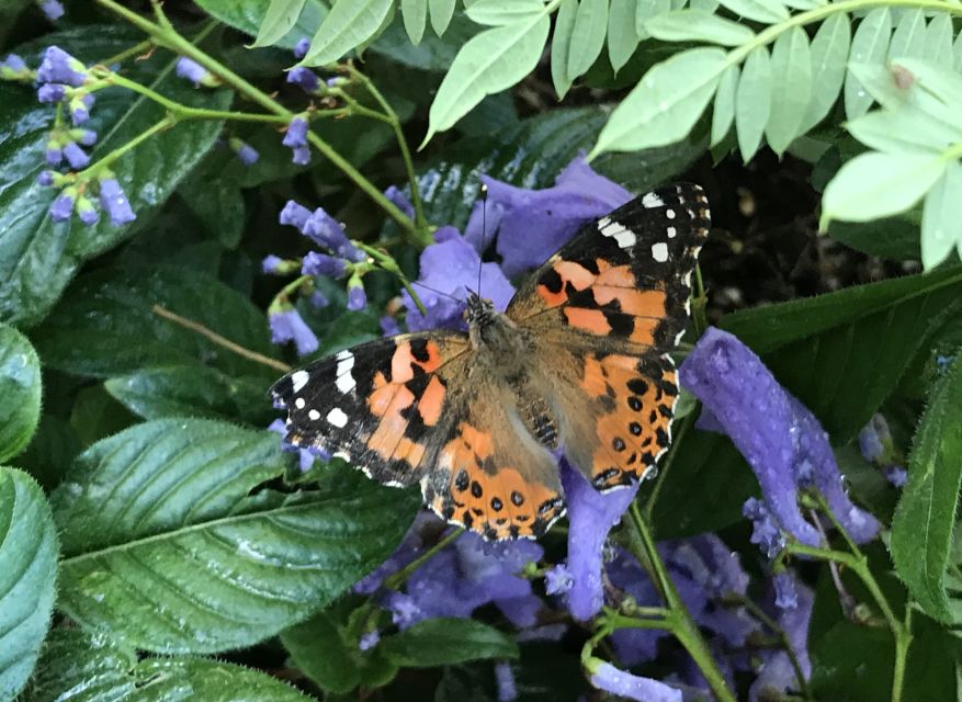 Maui: Interactive Butterfly Farm Entrance Ticket - Recommended Dining