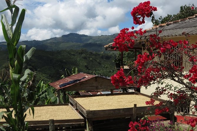 Medellín Coffee Tour to Concordia - Tailored Itinerary for You