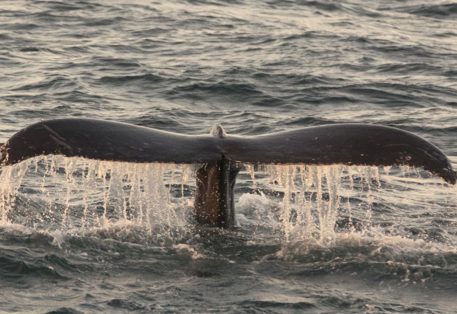 Monterey: Whale Watching Tour With a Marine Guide - Unique Experiences and Sightings