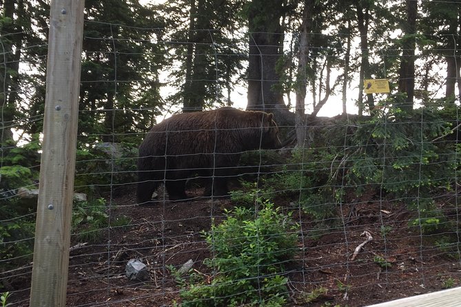 Mountain Adventure (Grouse Mountain and Capilano Suspension Bridge) - Cancellation Policy