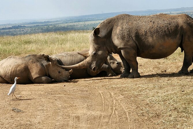 Nairobi National Park and Giraffe Center Tour - Transportation