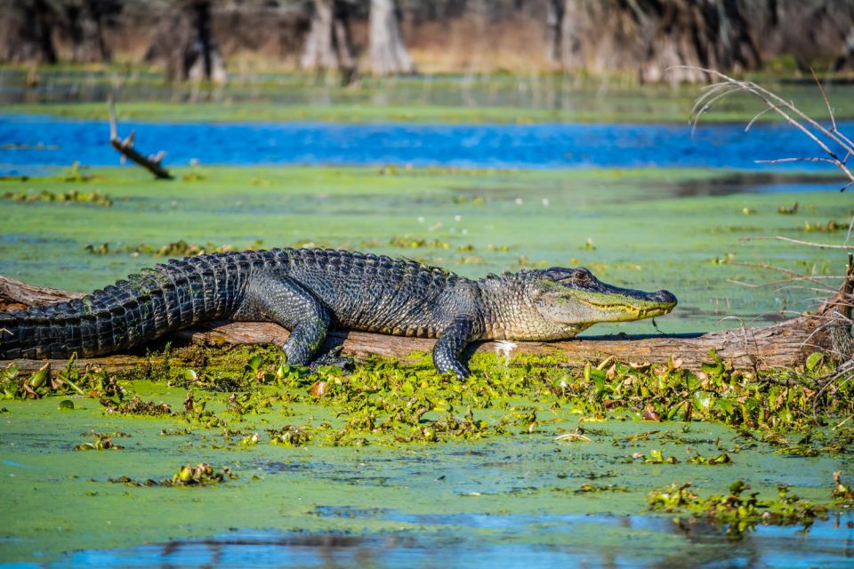 New Orleans: Oak Alley Plantation and Swamp Cruise Day Trip - Return Transportation