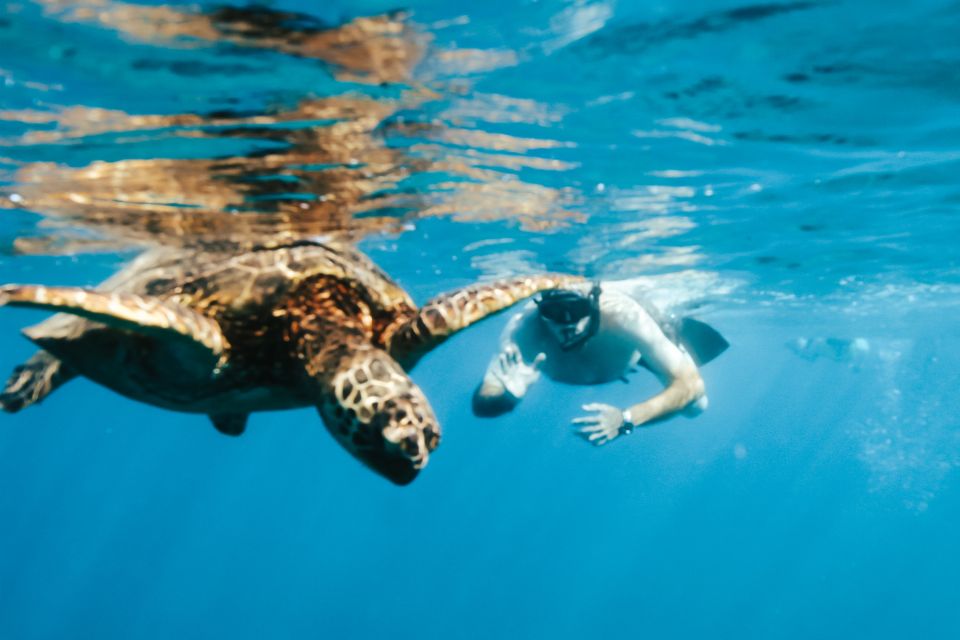 Oahu: Waikiki Turtle Snorkeling Adventure - Cruise to Turtle Sanctuary