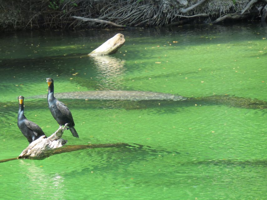 Orlando: Small Group Manatee Discovery Kayak Tour - Important Information