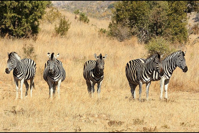 Pilanesberg Game Reserve 6 Hour Sunrise Safari From Johannesburg or Pretoria - Sunrise Safari Experience