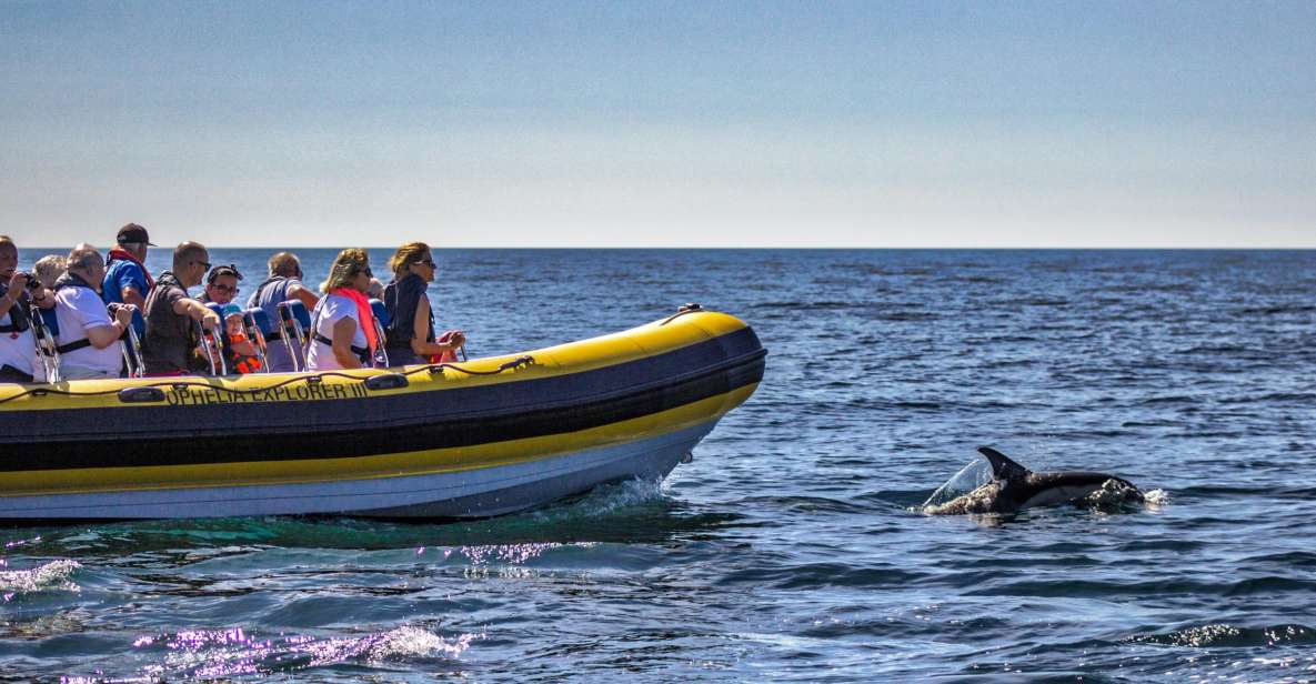 Portimão: 2-Hour Dolphin Watching Boat Tour - Dolphin Sighting Success Rate