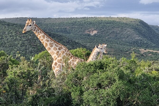 Private Full-Day Addo Elephant Park & Giraffe Walk Safari - Traditional South African Braai