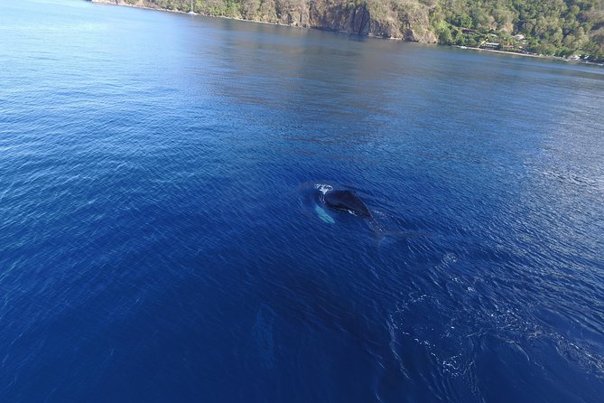 Private Premium Whale and Dolphin Safari St Lucia - Cruise Ship Passengers