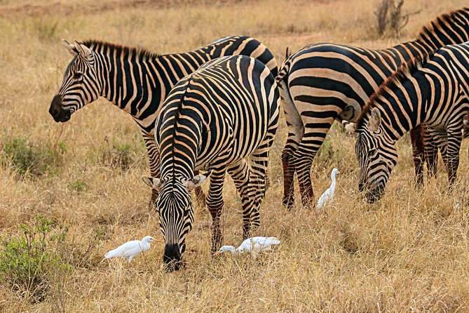 Private Safari Nairobi National Park in 4*4 Landcruiser - Park Entry and Fees