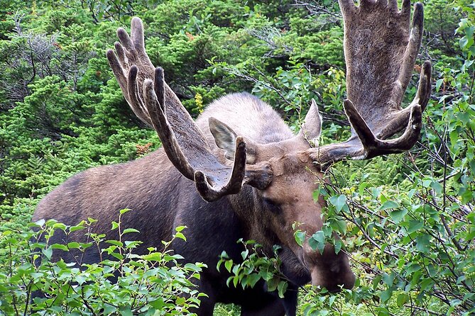 Private Tour: Experience the Canadian Rocky Mountains - Group Size and Pricing