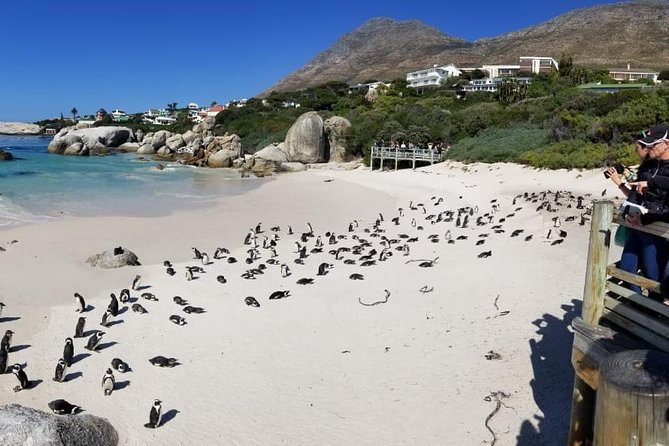 Private Tour Of Penguins, Cape Of Good Hope & Peninsula. - Boulders Beach Penguin Colony