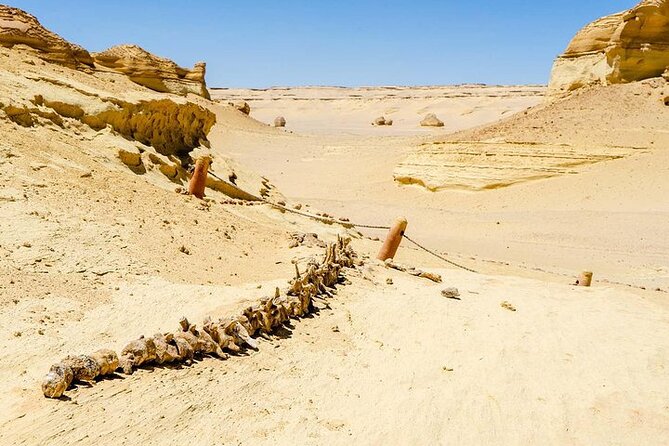 Private Tour to Whales Valley & Wadi El Rayan Waterfalls in El Fayoum From Cairo - Whale Bones and Desert Dunes