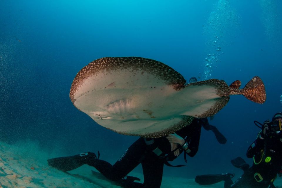 Puerto Del Carmen: 2 Guided Scuba Dives (Certified Only) - Meeting and Transport