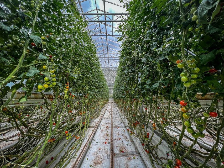 Reykjavik: Golden Circle & Secret Lagoon Day Trip With Lunch - Friðheimar Tomato Farm