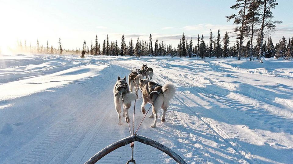 Rovaniemi: Husky Safari on a Snowy Trail - Frequently Asked Questions